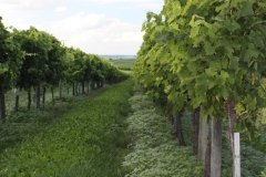 evropa2015_089