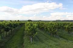 evropa2015_091