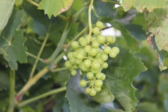 evropa2015_095