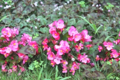 madarsko08